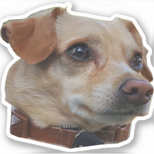 Sticker Buster (Devant)