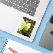 Sticker cabosse de cacao (Ordinateur portable avec iPhone)