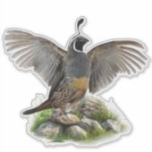 Sticker Caille de Californie (Devant)