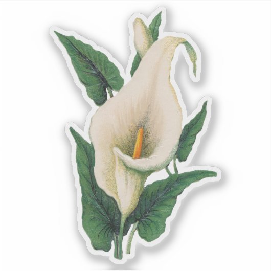 Sticker Calla Lilies (Devant)