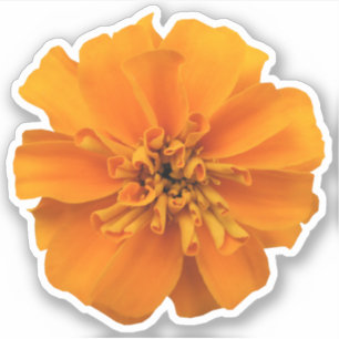 Sticker Campagne de Fleur Orange Marigold