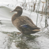 Sticker Canard gris sur la nuit du lac (Devant)