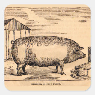 Sticker Carré 19th century pit 'Breeder in Good Flesh'