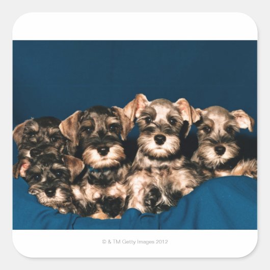 STICKER CARRÉ 24117057 (Devant)