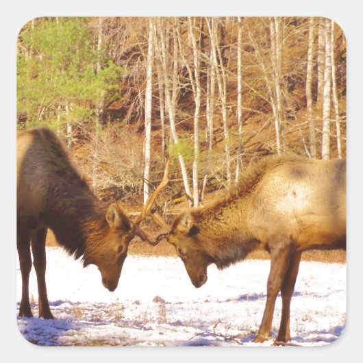 Sticker Carré 2~ deux Bull Elk dans la neige (Devant)