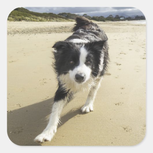 Sticker Carré A Border Collie Dog Running (Devant)