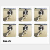 Sticker Carré A Border Collie Dog Running (Feuille)