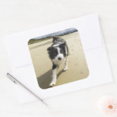 Sticker Carré A Border Collie Dog Running (Enveloppe)