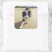 Sticker Carré A Border Collie Dog Running (Sac)