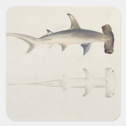 Sticker Carré A Hammer-headed Shark, Loheia, formerly attributed (Devant)