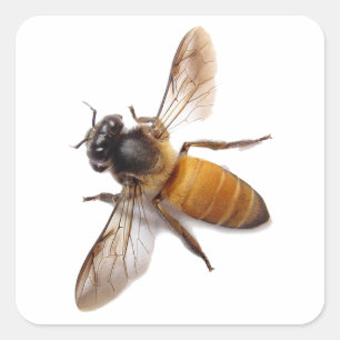 Sticker Carré Abeille de miel mignonne