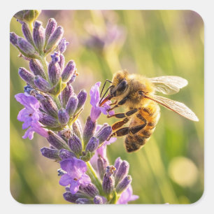 Sticker Carré Abeille sur lavande