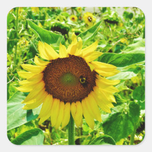 Sticker Carré Abeille sur tournesol jaune