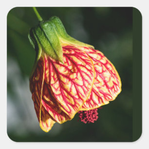Sticker Carré Abutilon Biltmore Ballgown
