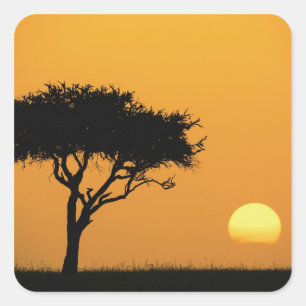Sticker Carré Acacia unique silhouette au lever du soleil, Masai