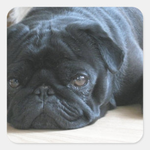 Sticker Carré Accessoires pour chiots Carlin noirs mignons perso