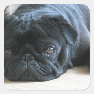 Sticker Carré Accessoires pour chiots Carlin noirs mignons perso