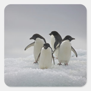 Sticker Carré Adelie Penguins sur les flux de glace