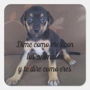 Sticker Carré Adesivo Dime como eres con los animaux
