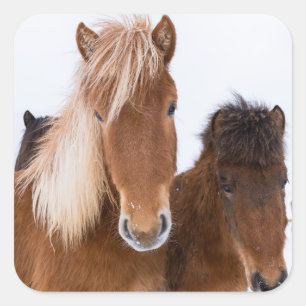 Sticker Carré Adieux chevaux islandais mignons