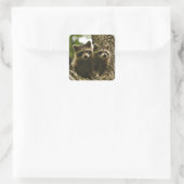 Sticker Carré adorable Bébé Raccoons Photo (Sac)