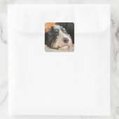 Sticker Carré Adorable Bernedoodle (Sac)
