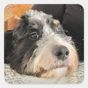 Sticker Carré Adorable Bernedoodle