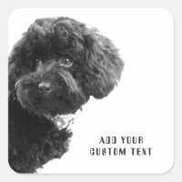 ©Adorable Black Poodle Chiot Carré personnalisé St
