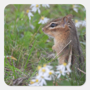 Sticker Carré Adorable Chipmunk en fleurs
