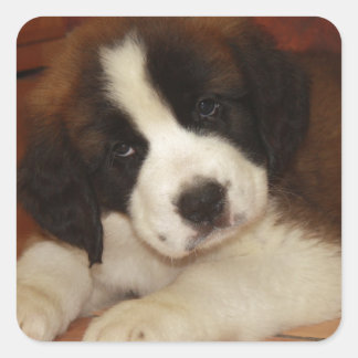 Sticker Carré Adorable et doux St. Bernard Puppy