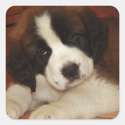Sticker Carré Adorable et doux St. Bernard Puppy (Devant)