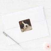 Sticker Carré Adorable et doux St. Bernard Puppy (Enveloppe)