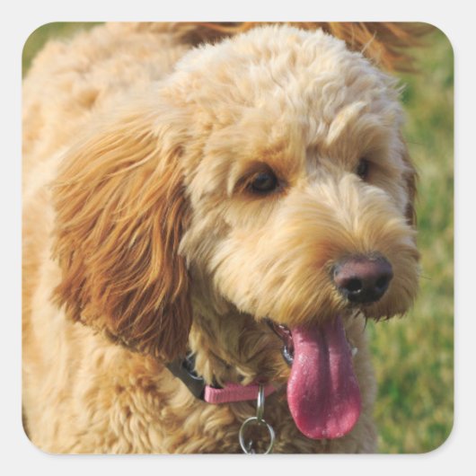 Sticker Carré Adorable Goldendoodle Chien (Devant)