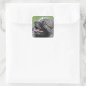 Sticker Carré Adorable Keeshond (Sac)