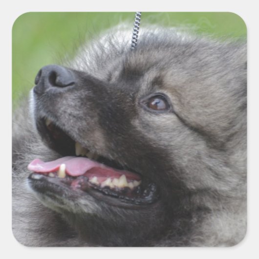 Sticker Carré Adorable Keeshond (Devant)