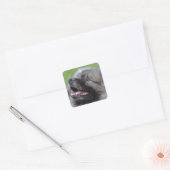Sticker Carré Adorable Keeshond (Enveloppe)