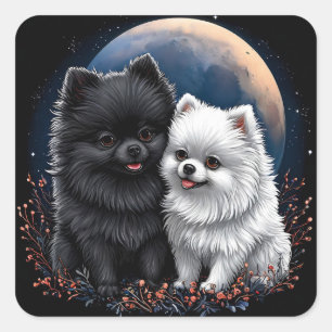 Sticker Carré Adorables chiots Pomeranian noir et blanc
