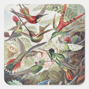 Sticker Carré Affiche vintage d'Ernst Haeckel sur les colibris c