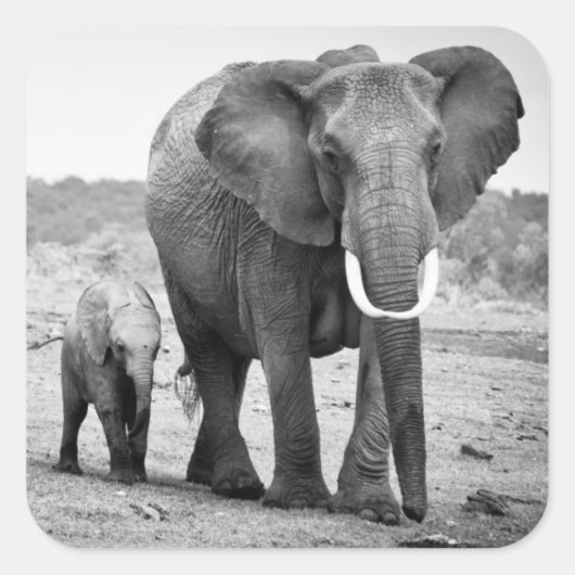 Sticker Carré African Elephant & Calves | Kenya (Devant)