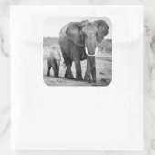 Sticker Carré African Elephant & Calves | Kenya (Sac)