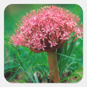 Sticker Carré African Lily (agapanthus praecox), Mala Mala