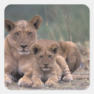 Sticker Carré Afrique, Botswana, Delta de l'Okavango. Lions