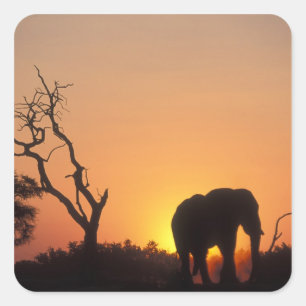 Sticker Carré Afrique, Botswana, Parc national de Chobe, Décor
