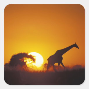 Sticker Carré Afrique, Botswana, Parc national de Chobe, Girafe