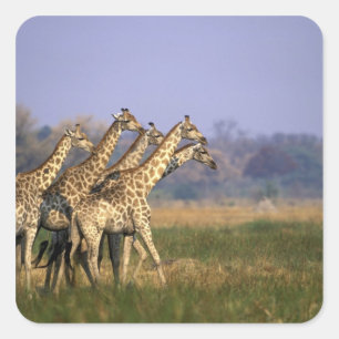 Sticker Carré Afrique, Botswana, Réserve de jeu de Moremi