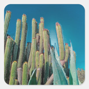 Sticker Carré Afrique Désert Cactus Plantes Prickly Pear