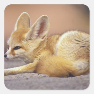 Sticker Carré Afrique du Nord. Fennec Fennecus zerda)