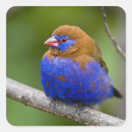 Sticker Carré Afrique. Kenya. Grenadier violet (Devant)