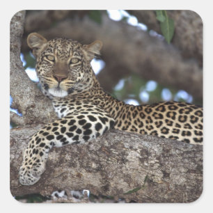 Sticker Carré Afrique. Kenya. Masai Mara. Léopard (Panthera