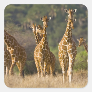 Sticker Carré Afrique. Kenya. Troupeau de Giraffes Réticulées